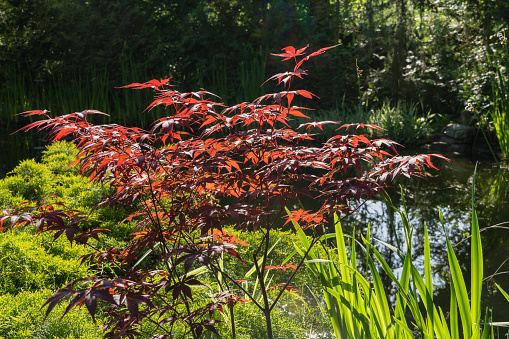 Closeup of red leaves of nandina plant in a public garden