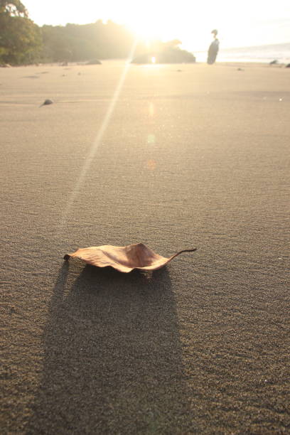 autumn leaves on the beach