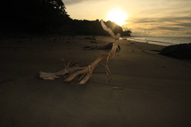 istock Dead tree on a beach at sunset, Indonesia 1924794222