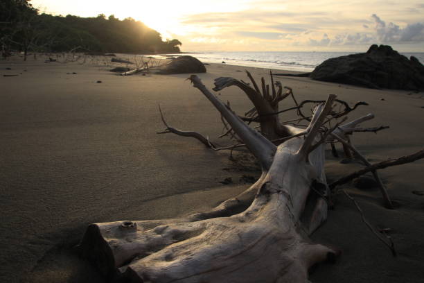 istock Dead tree on a beach at sunset, Indonesia 1924794475