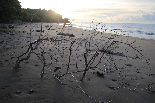 pile of dry wooden branches on the beach