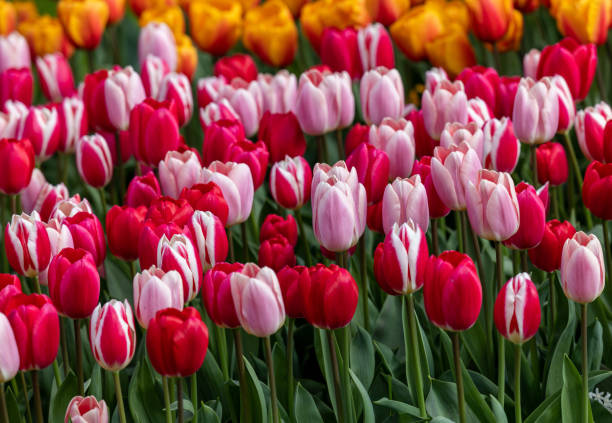 istock red and pink tulips blooming in a garden 1924797151