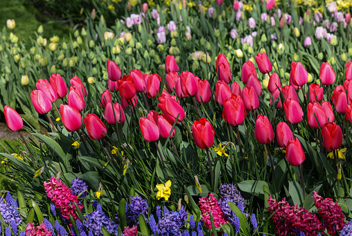 colorful tulips and hyacinths blooming in a garden