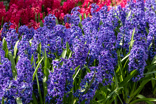 red and blue hyacinths blooming in a garden