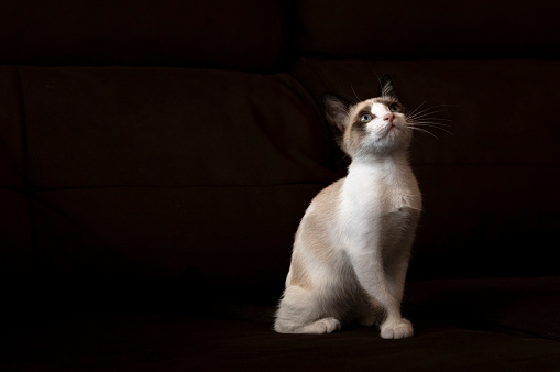 Cat looking up on black background.