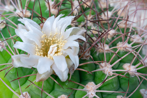 Gymnocalycium sp. - cactus blooming with white flowers in a botanical garden