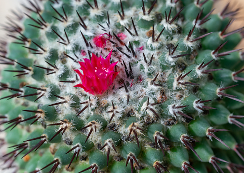 Mammillaria cactus blooming with pink flowers, botanical garden in Odessa