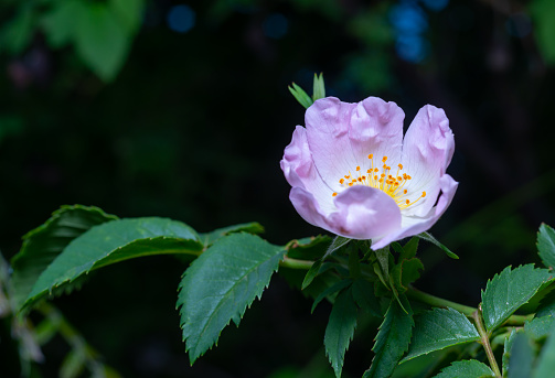 Rosehip or wild rose blooms in the botanical garden, Odessa