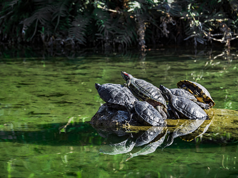 A group of turtles sits on top of each other on a stone in a pond. Green water. Hot sunny day. Close-up of turtles in a pond. Copy space