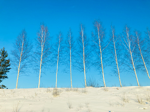 Winter wilderness forest river reeds under the frozen snow