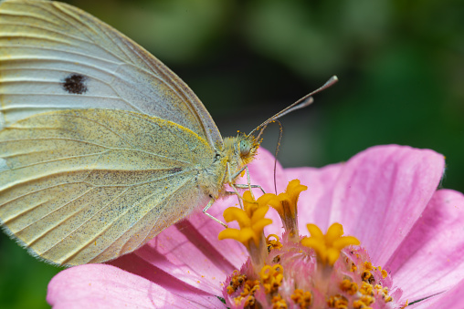 Pieris brassicae - white butterfly sits on a red flower and drinks nectar