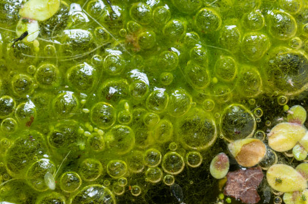 istock Freshwater algae Spirogyra release oxygen into the air, oxygen synthesis in water bodies 1924829382