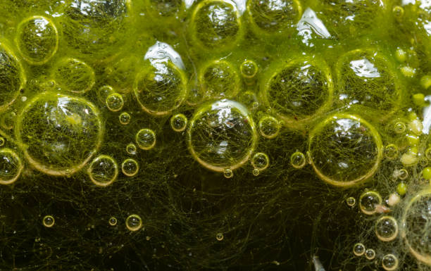 istock Freshwater algae Spirogyra release oxygen into the air, oxygen synthesis in water bodies 1924829393