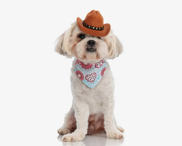 happy bichon wearing hat on eyes and bandana while sitting on white background