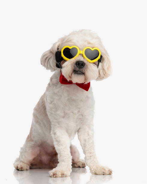istock elegant bichon wearing heart sunglasses sitting 1924833336
