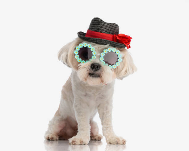 istock cute shih tzu with sunglasses and hat sitting 1924833855