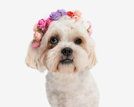 head of cute bichon with colorful flowers crown sitting on white background