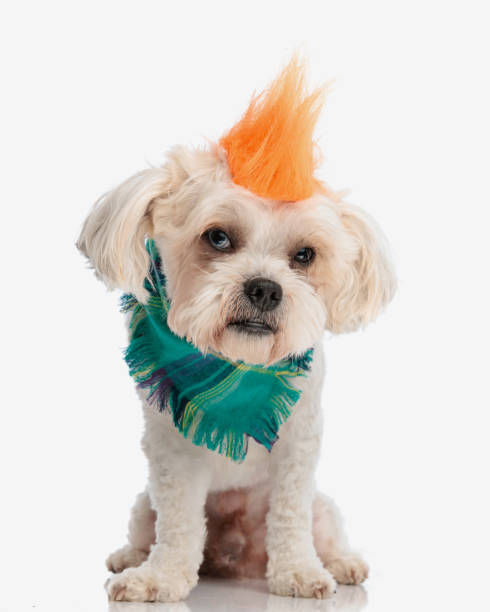 istock rebel bichon wearing green bandana sitting 1924834419
