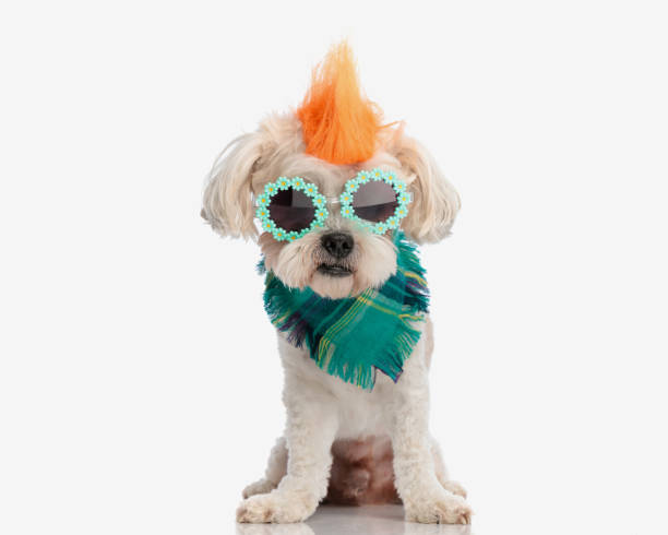 Cute dog wearing green derby hat and scarf to celebrate St. Patrick's Day