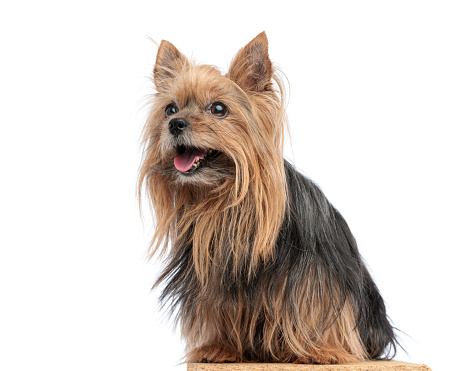 side view of yorkshire terrier dog sticking out tongue and looking up while sitting in front of white background in studio