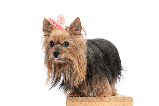 funny little yorkie puppy with bow sticking out tongue and standing in front of white background