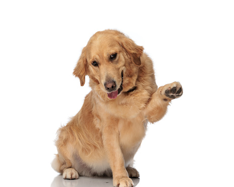 playful labrador retriever puppy holding paws up and playing while sitting in front of white background
