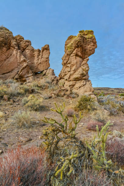 istock Cacti in a mountain valley, Teddy bear cholla (Cylindropuntia bigelovii), Arizona 1924841575