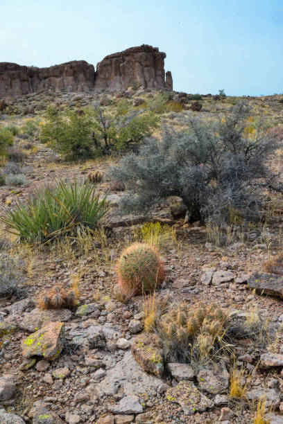 arizona cacti, engelmann's hedgehog cactus (echinocereus engelmannii), usa - arizona prickly pear cactus hedgehog cactus cactus fotografías e imágenes de stock