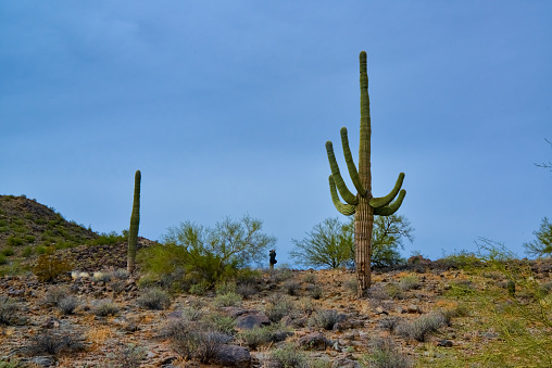 Giant cactus Saguaro cactus (Carnegiea gigantea) against the background of a cloudy sky, Arizona USA