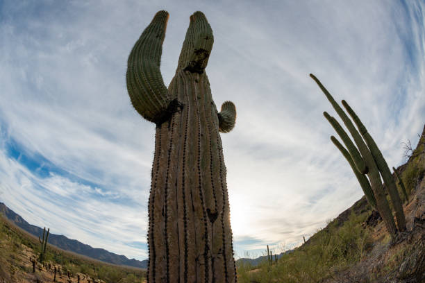 landscape of a stone desert, photo of a cactus with a fish eye lens, giant cactus saguaro cactus (carnegiea gigantea), arizona - lens barrel - fotografias e filmes do acervo