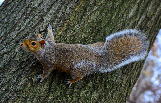 Rodent on a tree, Gray Squirrel (Sciurus carolinensis) asks for a nut in the park, Manhattan, New York, USA