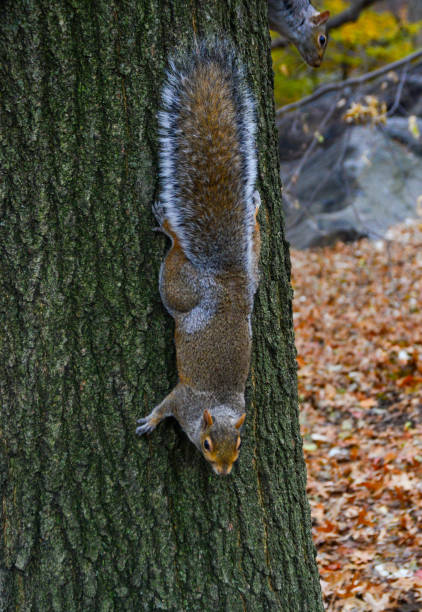 Rodent on a tree, Gray Squirrel (Sciurus carolinensis) asks for a nut in the park, Manhattan, New York, USA