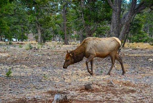 Hornless big deer eats dry grass in the Grand Canyon area, Arizona USA