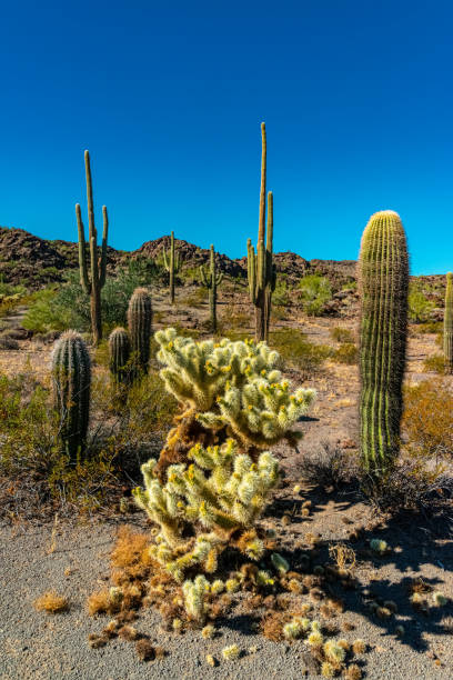 desert landscape with cacti, in the foreground fruits with cactus seeds, cylindropuntia sp. in a organ pipe cactus national monument, arizona - saguaro national monument - fotografias e filmes do acervo
