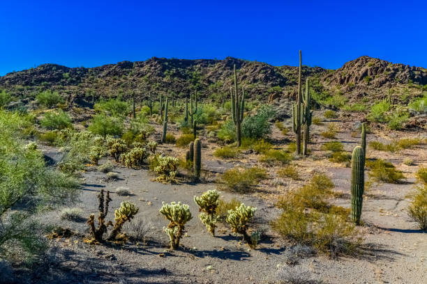 desert landscape with cacti, in the foreground fruits with cactus seeds, cylindropuntia sp. in a organ pipe cactus national monument, arizona - saguaro national monument - fotografias e filmes do acervo