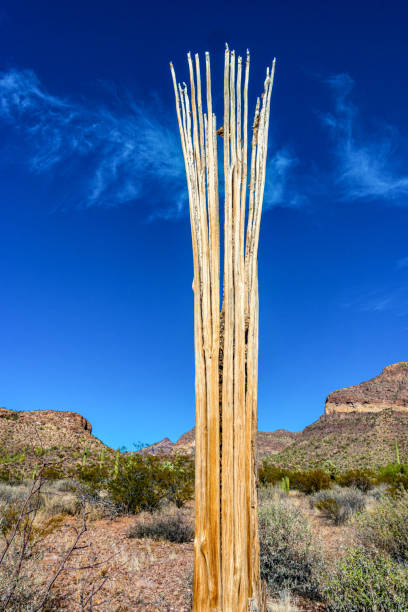 arizona, dead cactus wood giant saguaros (carnegiea gigantea). organ pipe cactus national monument, usa - saguaro national monument - fotografias e filmes do acervo