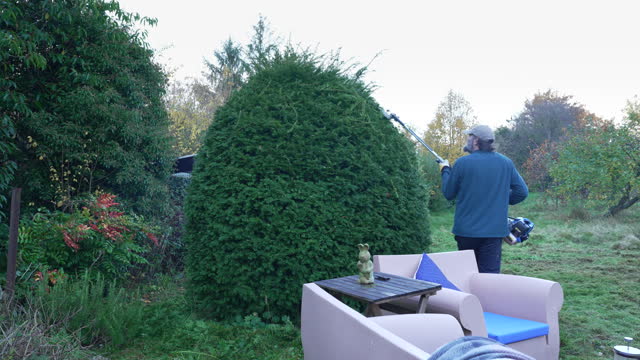 Shaping a Conifer Topiary Tree