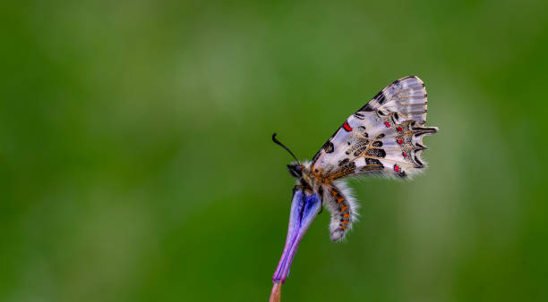 istock Zerynthia cerisyi 1924845973
