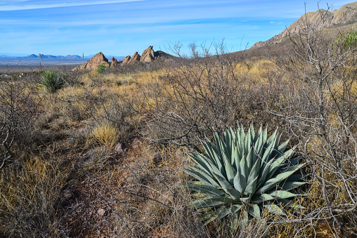 Desert landscape with dry plants, in the foreground is large Agave, New Mexico, USA