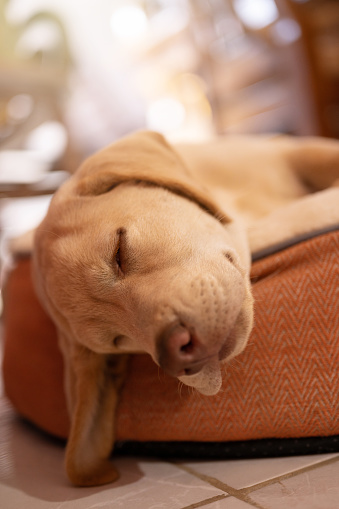 Headshot of sleeping labrador dog on bright sunny home background
