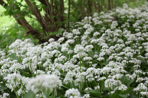 Bear's Garlic captured in a forest in the canton of aargau. The image was shot at the end of springtime inside a forest.