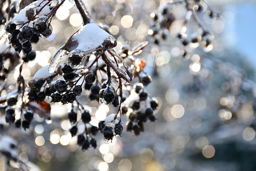 Chokeberry tree branch covered with snow and ice. Aronia berries on shiny sunlight bokeh background. Winter garden, frosty sunny day, frozen nature.