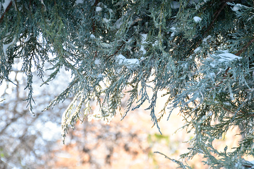 Blue thuja tree covered with snow and ice. Coniferous tree branch on shiny sunlight background. Frosty winter day, countryside, amazing view.
