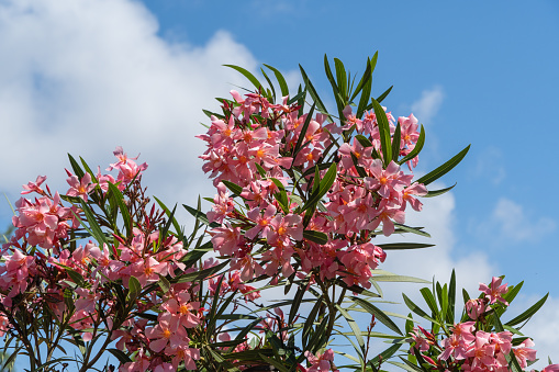 Huge oleander bushes with many pink flowers on a blurred background. Choice focus. Black Sea. Landscape park in the center of Sochi. Concept of nature for design.