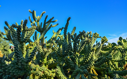 A prickly pear cactus leaf with three vibrant ripe fruits against a  Lots of copy space available in the sky. Selective focus with the sharpest focus on the middle fruit