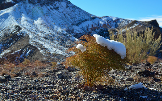 A cap of snow on desert plants on a snow-covered mountain pass. Death Valley National Park, California