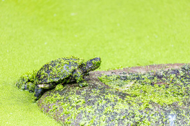 The European Pond Turtle, with its intricate shell patterns, graces riparian habitats. An adept swimmer and sunbather, it contributes to the serene beauty of ponds and waterways across Europe.