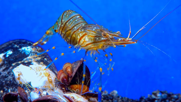 istock Rockpool shrimp (Palaemon elegans), crustacean underwater 1924902102