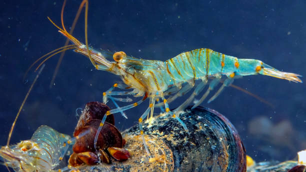 istock Rockpool shrimp (Palaemon elegans), crustacean underwater 1924902103