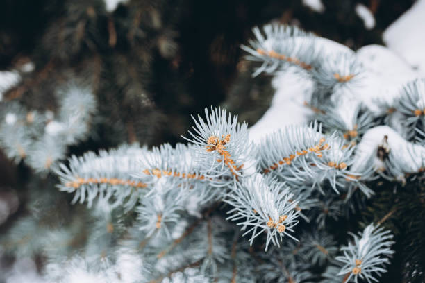istock Blue spruce branches covered with snow on winter, close up. 1924914578